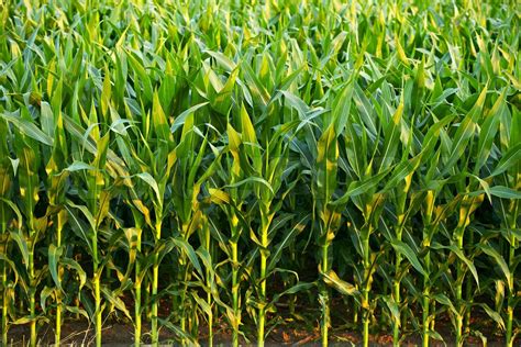 Corn Field Stock Image Colourbox