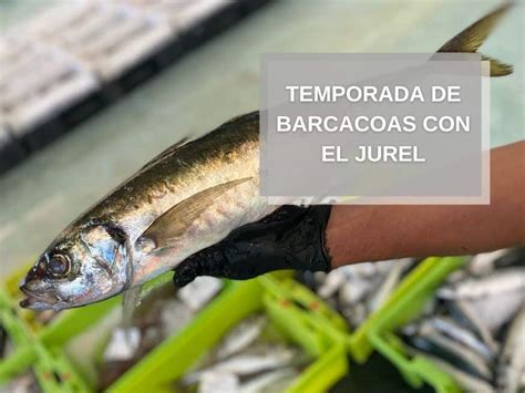 Comienza La Temporada De Barbacoas Con El Jurel Pescadería Online
