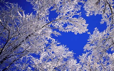 Landscapes Nature Winter Snow Frost Blue Skies Desktop Hd Wallpaper