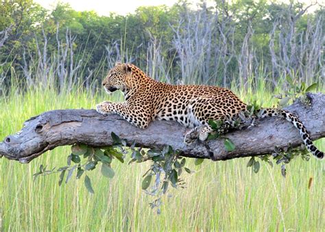 Visit Moremi Wildlife Reserve Tailor Made Trips Audley Travel Uk
