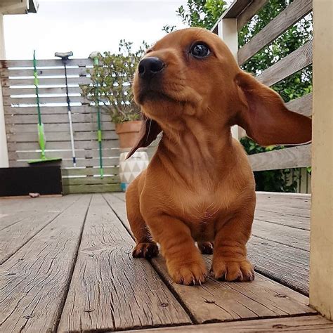 Bestof You Top Do Sausage Dogs Have Knees Of All Time Dont Miss Out