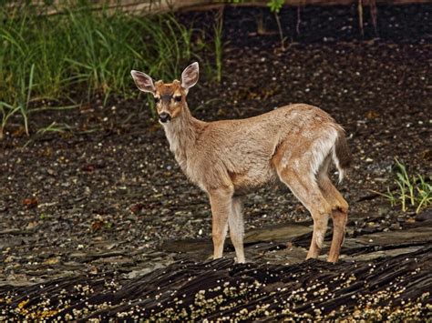 Chinese muntjacs in the rimba (southeast asian rainforest), a part of burgers zoo my weird pet: 6 Deer Species That Are Kept as Pets | PetHelpful