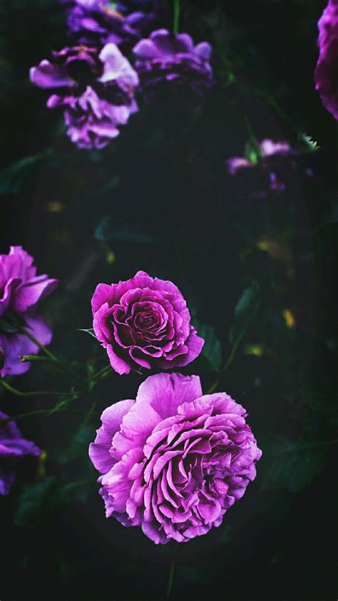 Purple Floral Iphone Wallpapers Top Free Purple Floral Iphone