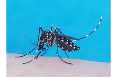 Zika Virus Research Aims To Control Fight Mosquitoes