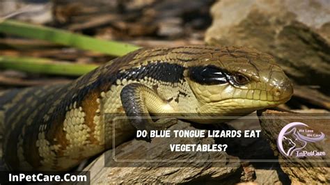 What Vegetables Can Blue Tongue Skinks Eat 10 Safe Ones