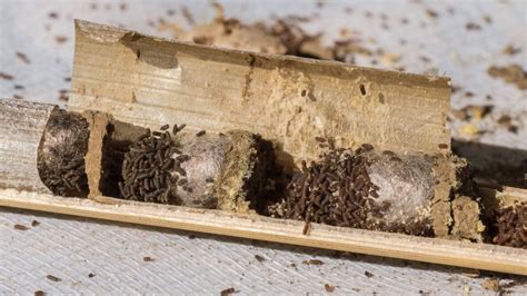 Harvesting Mason Bee Cocoons — Bee And Bloom