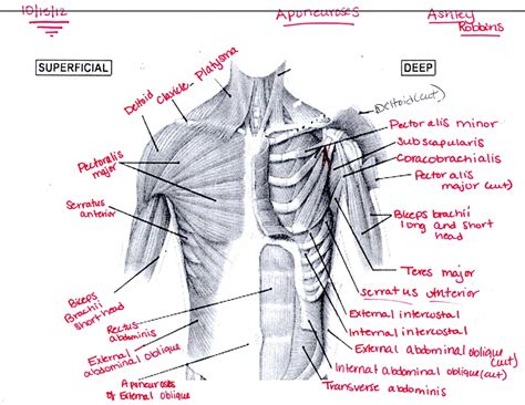 Chest And Arm Muscles Diagram Trunk Muscles Boundless Anatomy And