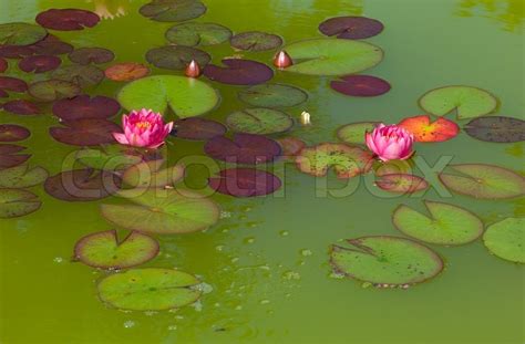 Pink Lotus Red Pond Lilly Water Green Blossom