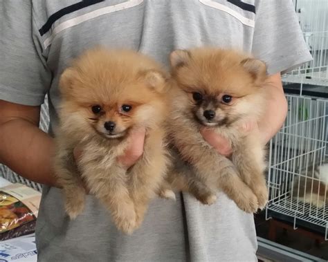 Pomeranian Puppies Sold 8 Years 4 Months 2 Teacup Female Pomeranian