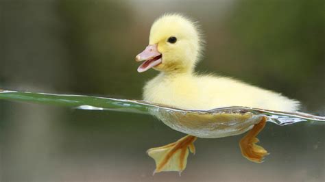 Duck Birds Split View Baby Animals Water
