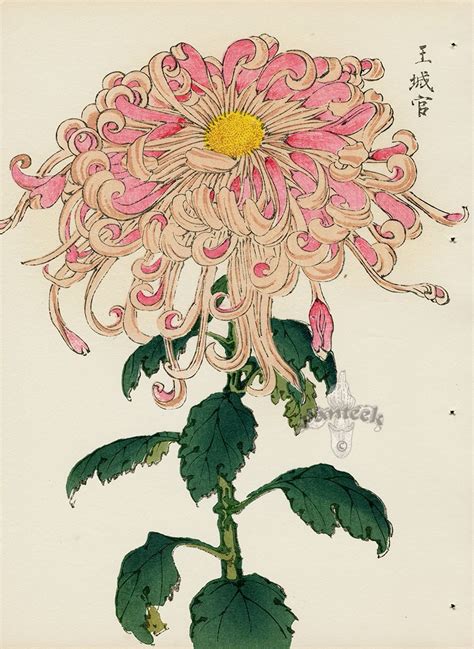 Chrysanthemum Drawing Japanese Chrysanthemum Japanese Flowers