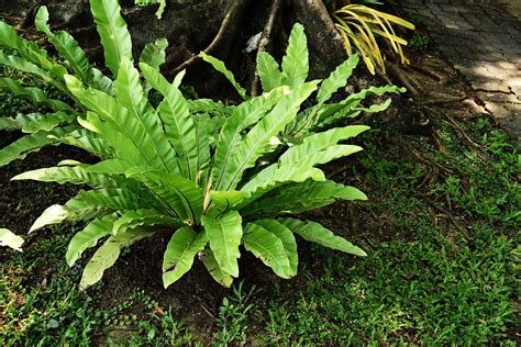 Australian Native Plants The Essential Guide Better Homes And Gardens