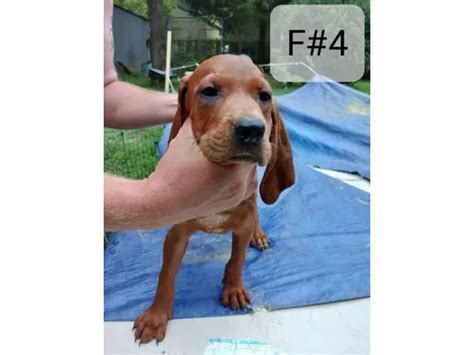 5 Redbone Coonhound Puppies For Sale Puppies For Sale Near Me