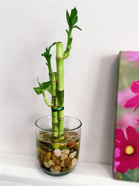 Easy Plants Arranged Lucky Bamboo Plant In Round Glass Vase With