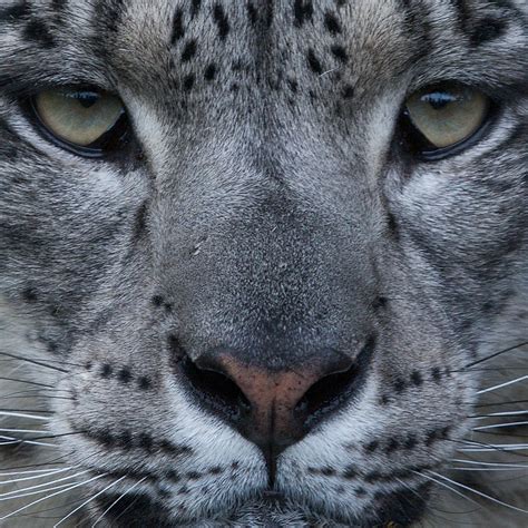 Goodinfo Snow Leopard Eye Close Up