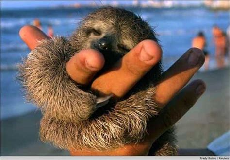 Pictures Of Sloths Cute Sloth Pics And Photos