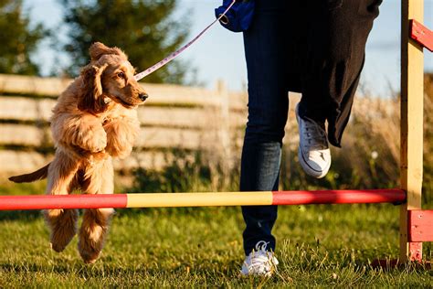 How To Train Your Dog In Agility Sports