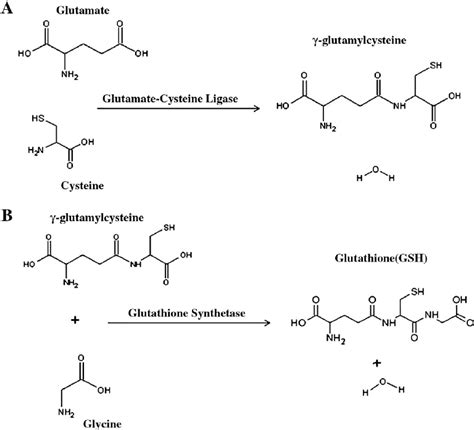A Demonstrates De Novo Synthesis Of Gsh In Twostep Enzymatic Process