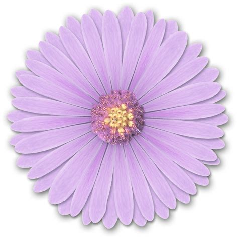 Tutorials: How to make a realistic flower using photoshop elements.