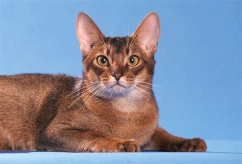 Abyssinian Cats Breed Information Temperament Size And Price Pets4homes