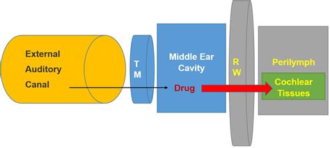 Frontiers Local Drug Delivery For Prevention Of Hearing Loss
