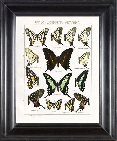Beautiful Print Based On Antique Illustration From 1912 By Adalbert
