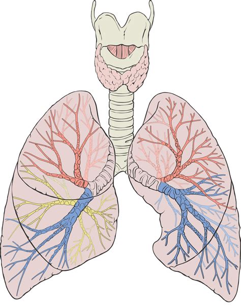 Lung Wikipedia
