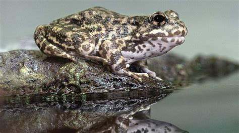 Frog And Toad San Diego Zoo Animals And Plants