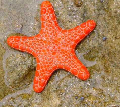 Pretty Starfish Colour Consultant Starfish Orange
