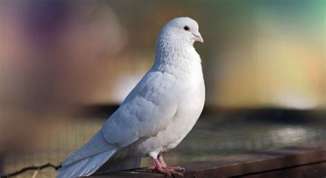 Dove Bird Facts Habitat Pictures And Diet