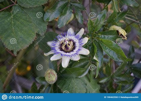 Winter Hardy Passion Flowers Passiflora Caerulea In July In The Garden