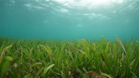 Ekosistem Pantai Dan Laut Mangrove Terumbu Karang Rumput Laut Dan