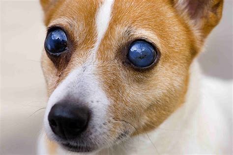 Blindness In Dogs Symptoms Causes Diagnosis Treatment Recovery