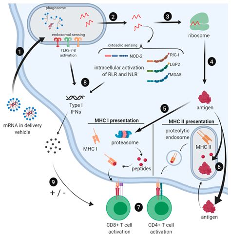 And the mechanism is similar across many of these diseases. Vaccines | Free Full-Text | Enlisting the mRNA Vaccine ...