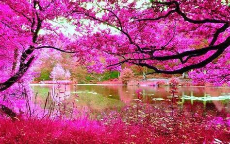 Abeautifullyhappyplace Pink Nature Beautiful Nature
