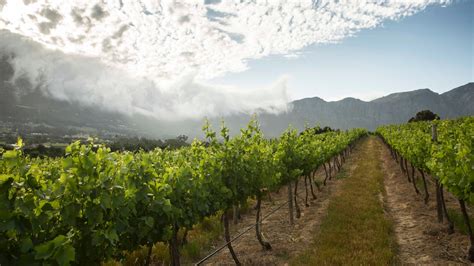 Great Cape Town Vineyards With Food As Good As The Wine Cnn Travel