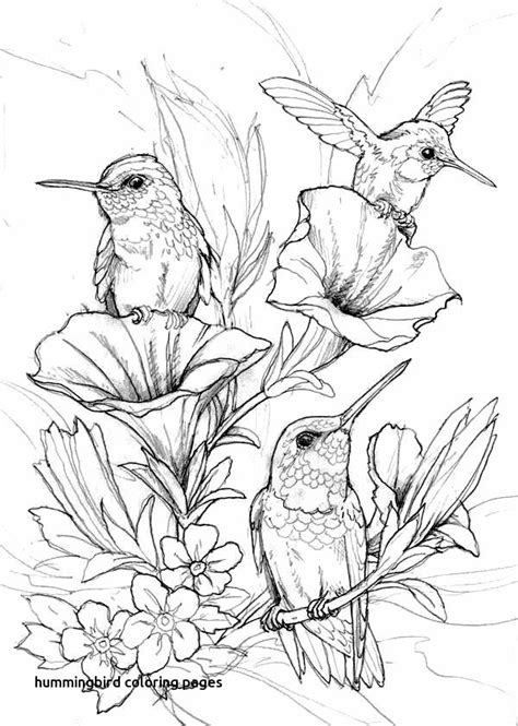 Hummingbird Coloring Page At Free Printable
