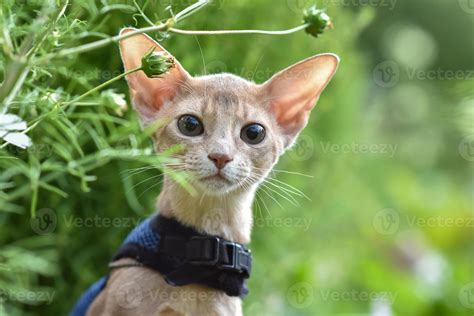 Abyssinian Cat Of Fawn Color Close Up Portrait Walks Along The Lawn