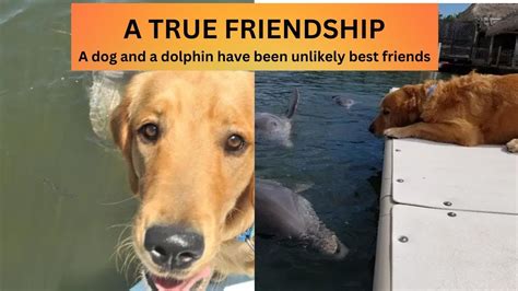 A Dog And A Dolphin Have Been Unlikely Best Friends Ll Peace Bringer