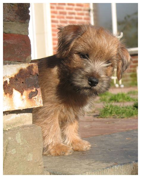 The head is slightly rounded, and wide with a good amount of space between the ears. Norfolk terrier puppy | Norfolk and norwich terriers ...