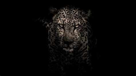 1366x768 Leopard 1366x768 Resolution Wallpaper Hd Animals