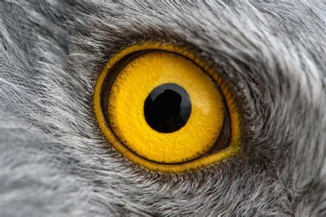 Brújula Cuántica En Los Ojos De En Algunas Aves Les Permite Ser Más