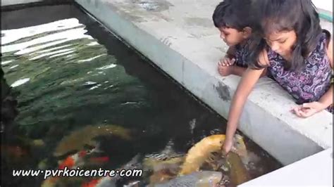 Kids Hand Feeding Koi Fish Very Good Experience Youtube