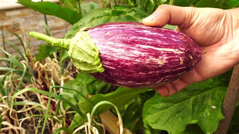 How To Grow Eggplants Recipe
