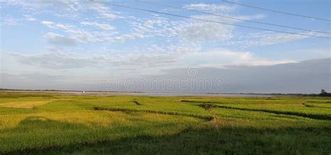 Paddy Cultivation Dhurwa Dam Ranchi Jharkhabd Indis Stock Image Image Of Located Resorts