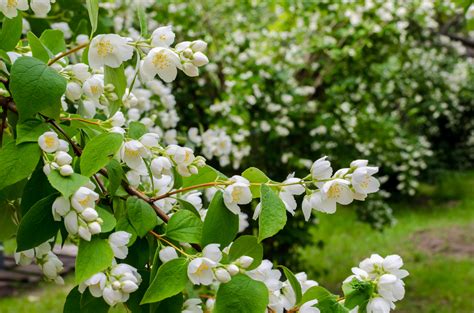 Fragrant Bliss Amazing Sweet Smelling Plants To Spruce Up Your Yard