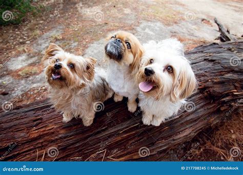 3 Small Dogs Sitting On A Log In A Forest Stock Image Image Of