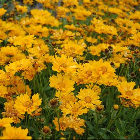 Coreopsis Jethro Tull For Sale Online The Greenhouse Online Nursery Jethro Tull Drought