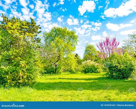 Backyard And Garden With Trees Green Grass On Lawn And Blue Sky With