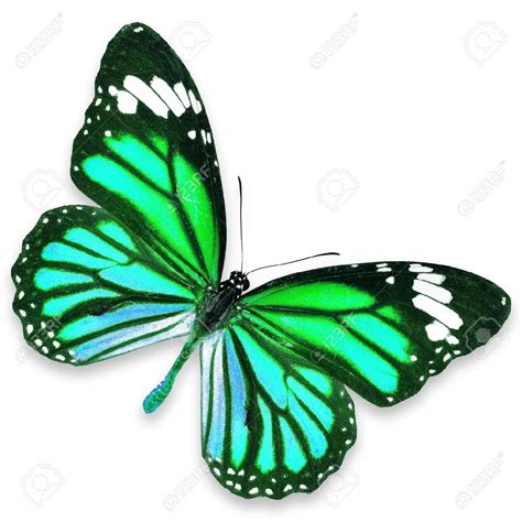 Green Butterfly Images Stock Pictures Royalty Free Green Butterfly